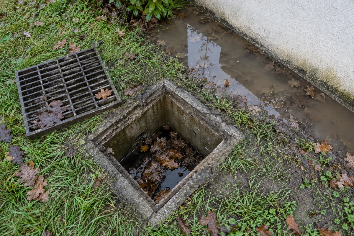 Regard pluvial en béton ouvert au milieu d&rsquo;une pelouse, grille posée à côté, feuilles mortes et eau stagnante